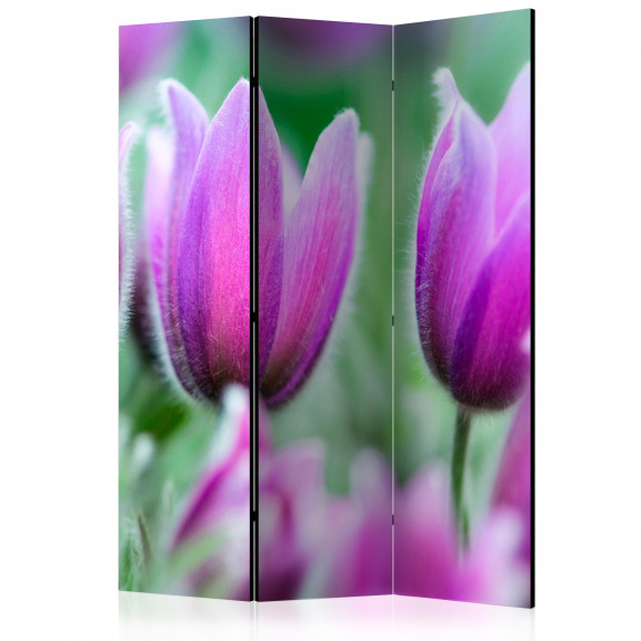 Paravan Purple Spring Tulips [Room Dividers] 135 cm x 172 cm