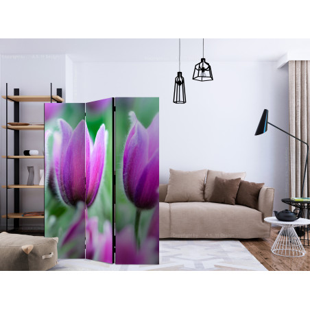 Paravan Purple Spring Tulips [Room Dividers] 135 cm x 172 cm-01