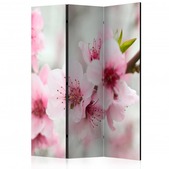 Paravan Spring, Blooming Tree Pink Flowers [Room Dividers] 135 cm x 172 cm