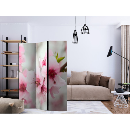 Paravan Spring, Blooming Tree Pink Flowers [Room Dividers] 135 cm x 172 cm-01