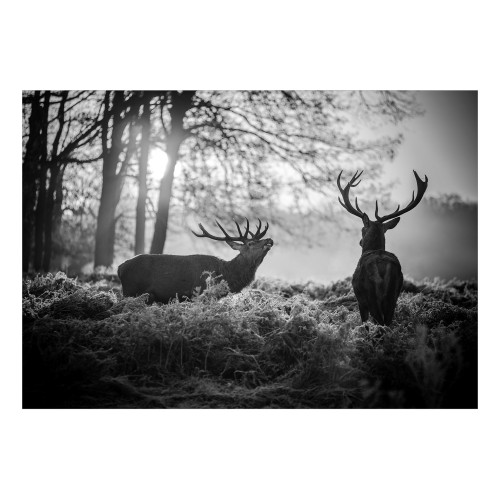 Fototapet Deers in the Morning
