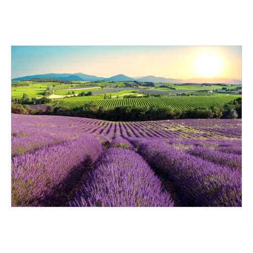 Fototapet autoadeziv Lavender Field