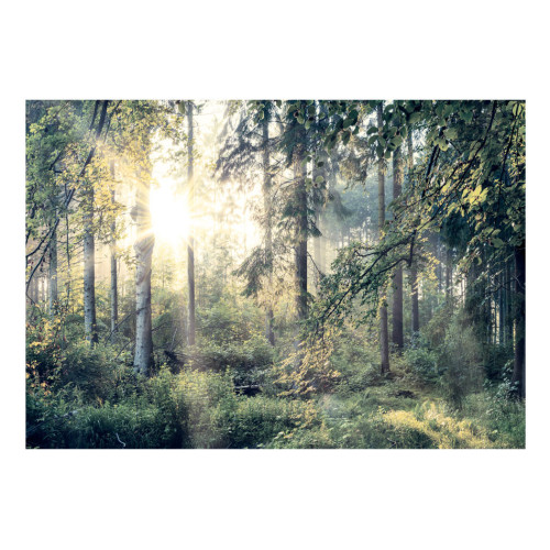 Fototapet autoadeziv Tales of a Forest