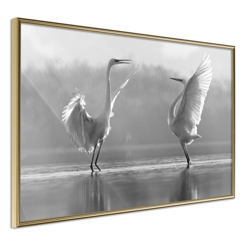 Poster Black and White Herons