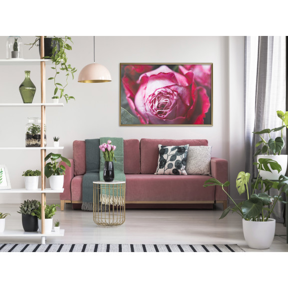 Poster Blooming Rose