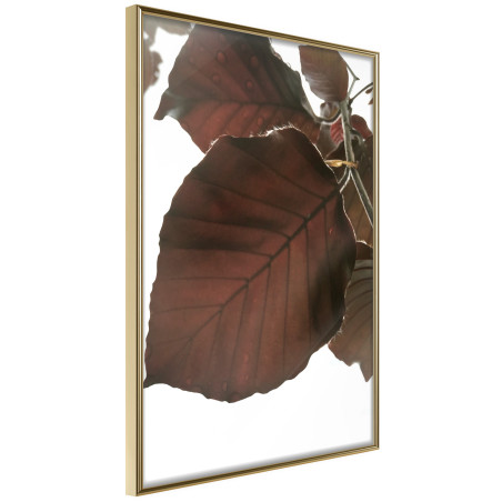 Poster Burgundy Tilia Leaf-01