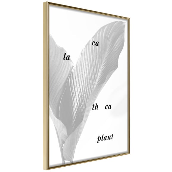 Poster Calathea Leaves