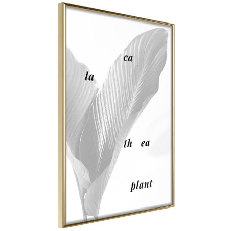 Poster Calathea Leaves-01