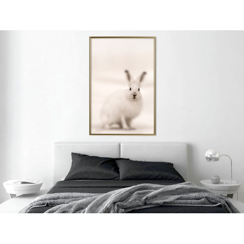 Poster Curious Rabbit