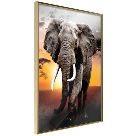 Poster Majestic Elephant-01