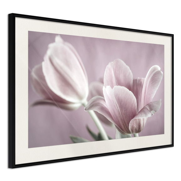 Poster Pastel Tulips I