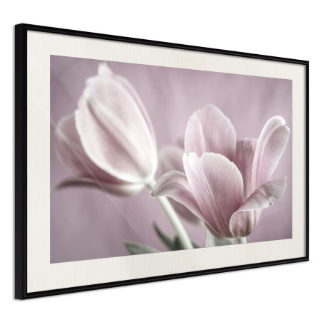 Poster Pastel Tulips I-01