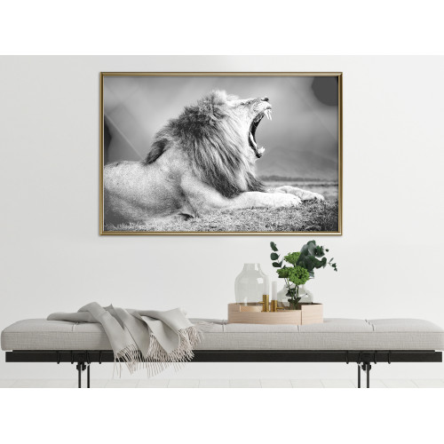 Poster Yawning Lion