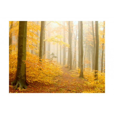 Fototapet Forest Autumn-01