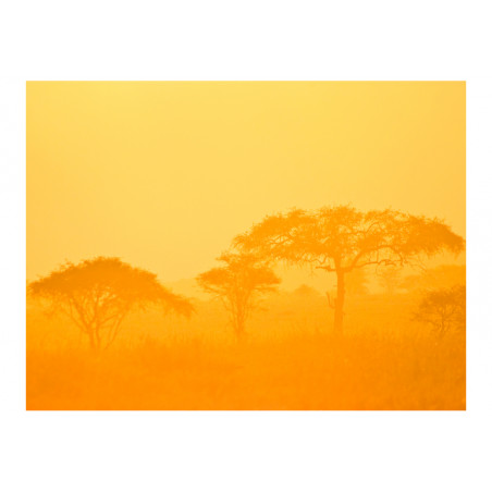 Fototapet Orange Savanna-01