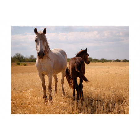 Fototapet Horse And Foal-01