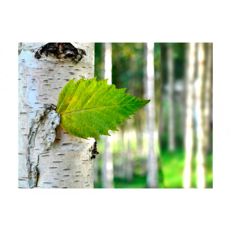 Fototapet Birch Leaf-01