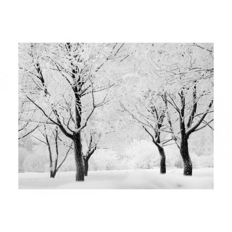 Fototapet Trees Winter Landscape-01