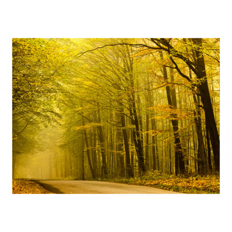 Fototapet Road In Autumn Forest-01
