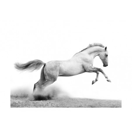 Fototapet White Gallop-01