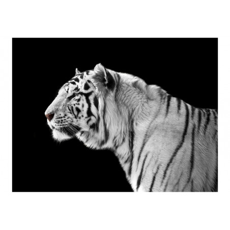 Fototapet White Tiger-01