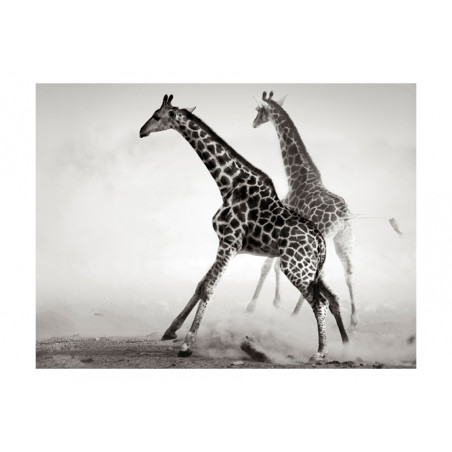 Fototapet Giraffes-01