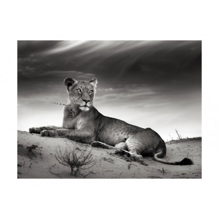 Fototapet Black And White Lioness-01