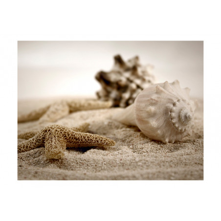 Fototapet Beach And Shell-01