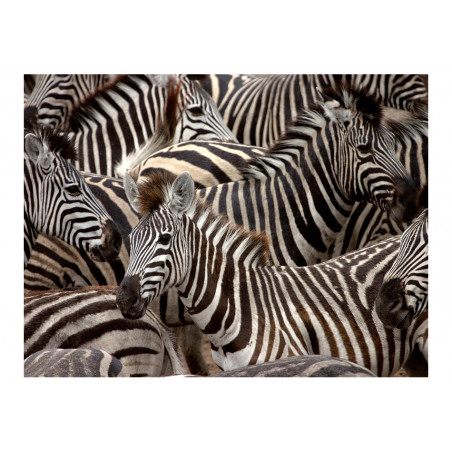 Fototapet Herd Of Zebras-01