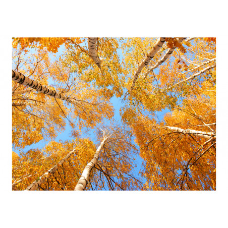 Fototapet Autumnal Treetops-01