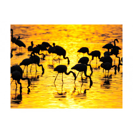 Fototapet Kenya: Flamingos By The Lake Nakuru-01