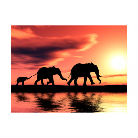 Fototapet Elephants: Family-01