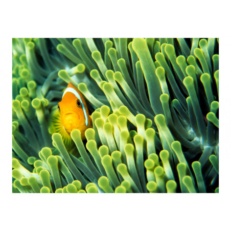 Fototapet Anemonefish-01