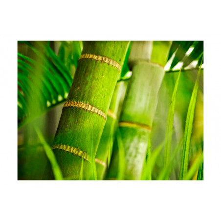 Fototapet Bamboo Detail-01