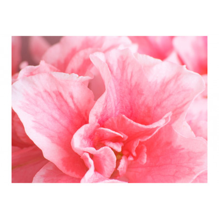 Fototapet Pink Azalea Flowers-01